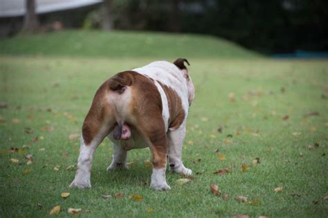 【獣医師監修】犬のペニス（生殖器・陰茎…